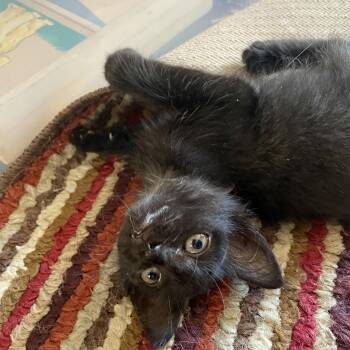 Polly -  Domestic Medium Hair Cat for Adoption in Austin, Texas - Polly | PetCurious