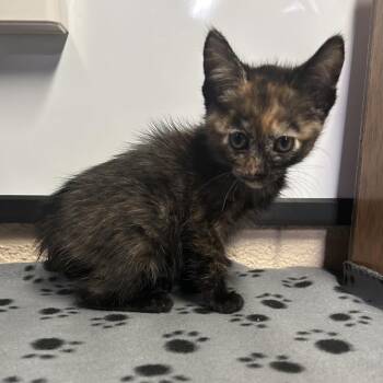 Spicy Tuga* -  Domestic Short Hair Cat for Adoption in San Gabriel, California - Spicy Tuga* | PetCurious