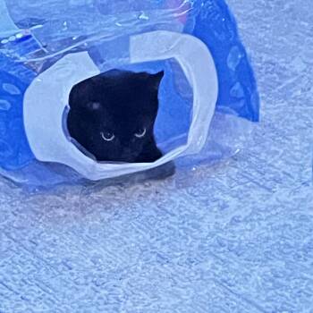 Rescue Domestic Short Hair Cats for Adoption in Mayfield, New York - Bobbi | PetCurious