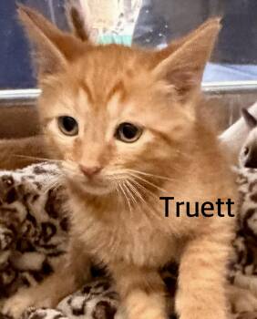 Truett -  Domestic Short Hair Cat for Adoption in Owasso, Oklahoma - Truett | PetCurious