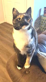 Nyo -  Domestic Short Hair and Calico Cat for Adoption in Ogden, Utah - Nyo | PetCurious