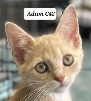 Adam -  Domestic Short Hair Cat for Adoption in Morganton, North Carolina - Adam | PetCurious