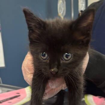 Domestic Short Hair Cats Available for Adoption in Newark, New Jersey - Billy | PetCurious