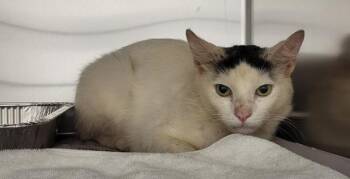 Pen 12 C Brulee -  Domestic Short Hair Cat for Adoption in Lawrenceville, Georgia - Pen 12 C Brulee | PetCurious