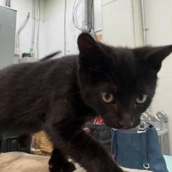 Michael -  Domestic Short Hair Cat for Adoption in Victoria, British Columbia - Michael | PetCurious