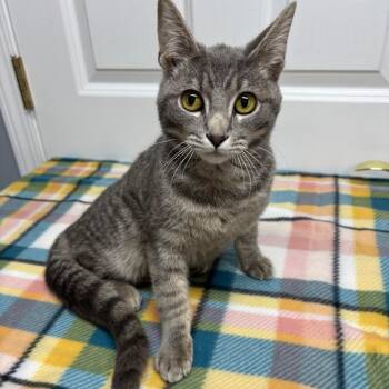 Domestic Short Hair Cats Available for Adoption in Granville, Ohio - Fish | PetCurious