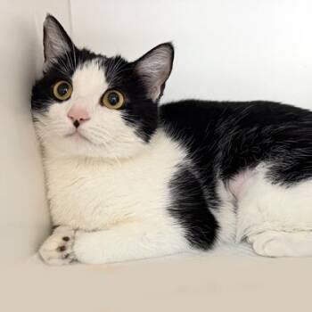 Domestic Short Hair Cats Available for Adoption - Rosie | PetCurious
