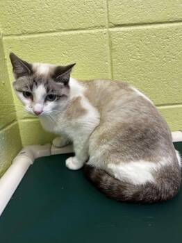 Rescue Domestic Short Hair Cats for Adoption in Spruce Pine, North Carolina - Baklava | PetCurious