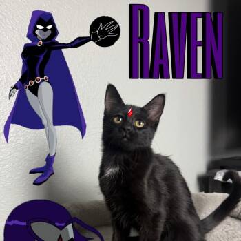 Raven -  Domestic Short Hair Cat for Adoption in League City, Texas - Raven | PetCurious
