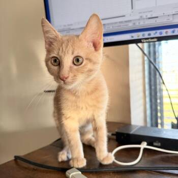 Domestic Short Hair Cats Available for Adoption - Prancer | PetCurious