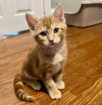Nanco -  Tabby and Domestic Short Hair Cat for Adoption in Vaughan, Ontario - Nanco | PetCurious
