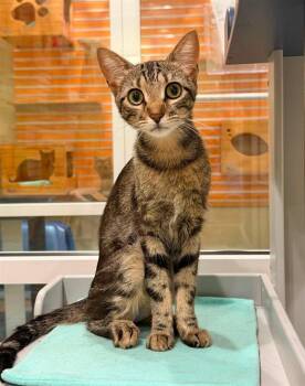 FITZ -  Domestic Short Hair Cat for Adoption in Fort Myers, Florida - FITZ | PetCurious
