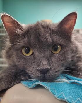 Domestic Long Hair Cats Available for Adoption in Grayslake, Illinois - Riley | PetCurious