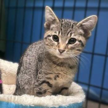 Domestic Short Hair Cats Available for Adoption in Davenport, Iowa - Nerds Gummy Clusters | PetCurious