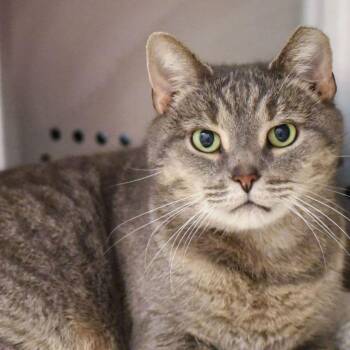 Domestic Short Hair Cats Available for Adoption in Baldwin, Maryland - Jase | PetCurious