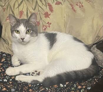 Domestic Short Hair Cats Available for Adoption in Menasha, Wisconsin - Buddy | PetCurious