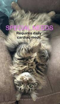 Mama Mia -  Domestic Medium Hair and Domestic Short Hair Cat for Adoption in Bridgewater, New Jersey - Mama Mia | PetCurious