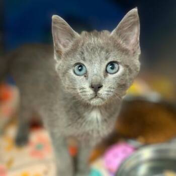 Marigold -  Domestic Short Hair Cat for Adoption in Concord, North Carolina - Marigold | PetCurious