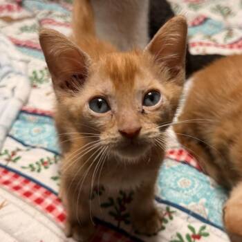 Fun Sized -  Domestic Short Hair Cat for Adoption in Boerne, Texas - Fun Sized | PetCurious