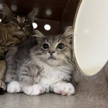 SVAS-Stray-39481 -  Domestic Medium Hair Cat for Adoption in Lyndhurst, Virginia - SVAS-Stray-39481 | PetCurious