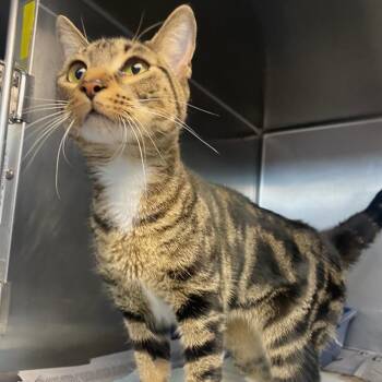 Domestic Short Hair Cats Available for Adoption in Newport, North Carolina - Nala | PetCurious