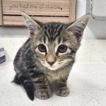 Poppi -  Domestic Short Hair Cat for Adoption in Bullhead City, Arizona - Poppi | PetCurious