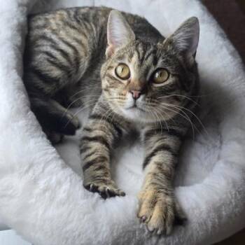 Bonnibel -  Domestic Short Hair Cat for Adoption in Richmond, Virginia - Bonnibel | PetCurious