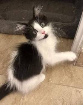 Thistle -  Maine Coon and Domestic Long Hair Cat for Adoption in Phoenix, Arizona - Thistle | PetCurious