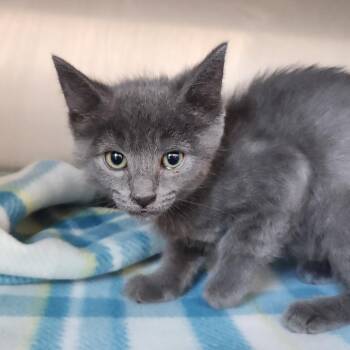 Cloud -  Domestic Short Hair Cat for Adoption in Fort Wayne, Indiana - Cloud | PetCurious