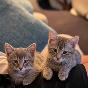 Miss Maverick - Costa Mesa Location -  Domestic Medium Hair Cat for Adoption in Chino Hills, California - Miss Maverick - Costa Mesa Location | PetCurious