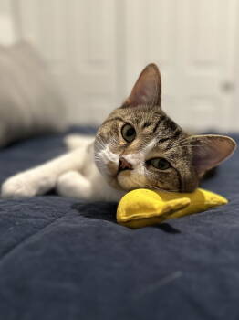 Rescue Domestic Short Hair Cats for Adoption in Fishers, Indiana - Gordo | PetCurious