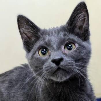 Rapid -  Domestic Short Hair Cat for Adoption in Los Angeles, California - Rapid | PetCurious