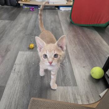 Umber -  Domestic Short Hair Cat for Adoption in Chicago, Illinois - Umber | PetCurious