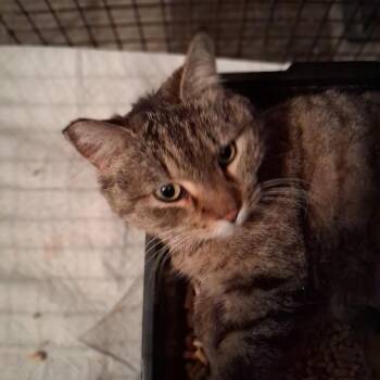 Domestic Short Hair Cats Available for Adoption in Las Vegas, Nevada - Vera | PetCurious