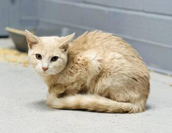 Rescue Domestic Short Hair Cats for Adoption in Pegram, Tennessee - PAC MAN | PetCurious