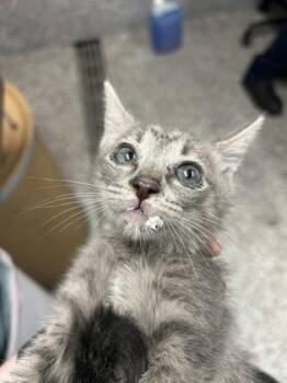 Dizzy -  Domestic Short Hair Cat for Adoption in West Chester, Pennsylvania - Dizzy | PetCurious