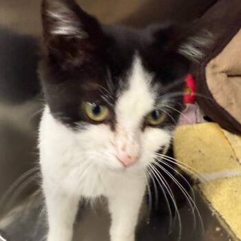 Rescue Domestic Short Hair Cats for Adoption in Evansville, Indiana - Skunk | PetCurious