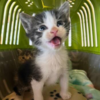 Raf -  Domestic Short Hair Cat for Adoption in Bentonville, Arkansas - Raf | PetCurious