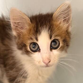 Cory -  Domestic Long Hair Cat for Adoption in Cumming, Georgia - Cory | PetCurious