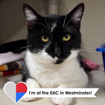 Rescue Domestic Short Hair Cats for Adoption in Fort Collins, Colorado - October | PetCurious