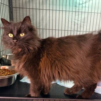 Domestic Long Hair Cats Available for Adoption in Mount Vernon, Illinois - Tillie | PetCurious