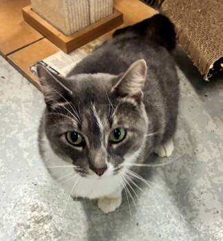 Zipper -  Domestic Short Hair Cat for Adoption in Mason City, Iowa - Zipper | PetCurious