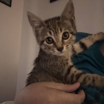 Lucky -  Domestic Short Hair Cat for Adoption in Port Richey, Florida - Lucky | PetCurious