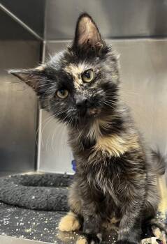 UNITY -  Domestic Long Hair and Calico Cat for Adoption in Massapequa, New York - UNITY | PetCurious