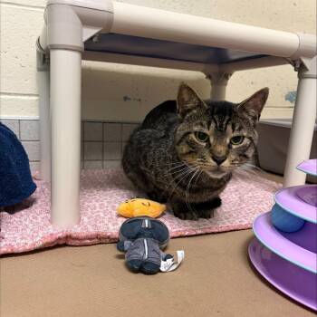 Pirate -  Domestic Short Hair Cat for Adoption in Wantagh, New York - Pirate | PetCurious