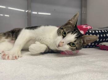 Lobster -  Domestic Short Hair Cat for Adoption in Raleigh, North Carolina - Lobster | PetCurious