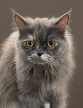 Persian Cats Available for Adoption in Snow Hill, Maryland - Fiona | PetCurious