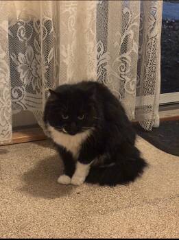 Domestic Long Hair Cats Available for Adoption in Warren, Rhode Island - Tootsie ( Courtesy Of) | PetCurious