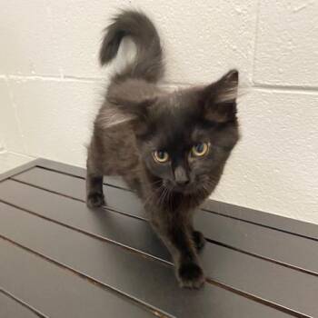 Baked Bean -  Domestic Long Hair Cat for Adoption in Dayton, Ohio - Baked Bean | PetCurious