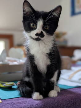 Rescue Domestic Medium Hair Cats for Adoption in St. Helens, Oregon - 25-36 Charlie | PetCurious